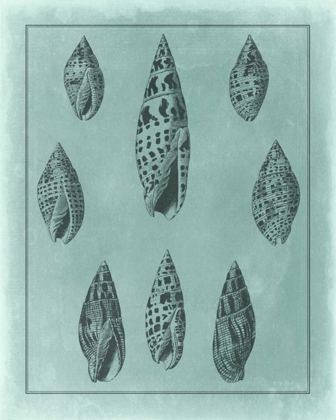 Picture of SPA SHELL COLLECTION IV