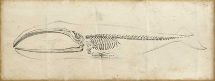 Picture of WHALE STUDY I