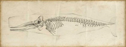 Picture of WHALE STUDY II