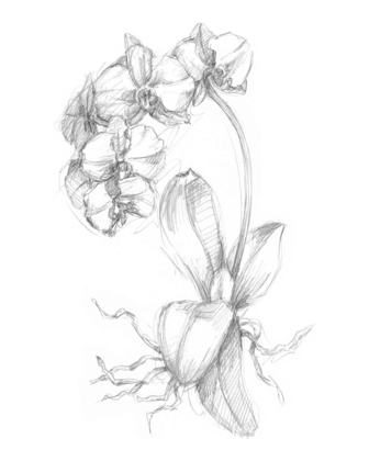 Picture of BOTANICAL SKETCH V