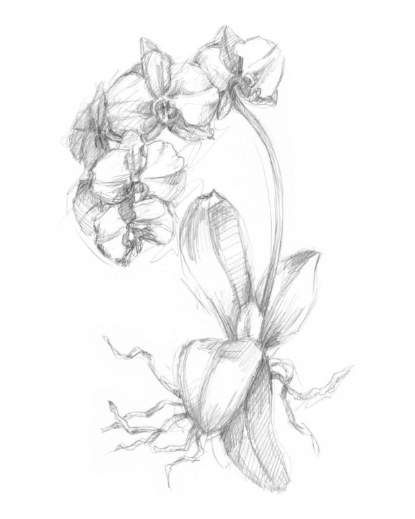 Picture of BOTANICAL SKETCH V