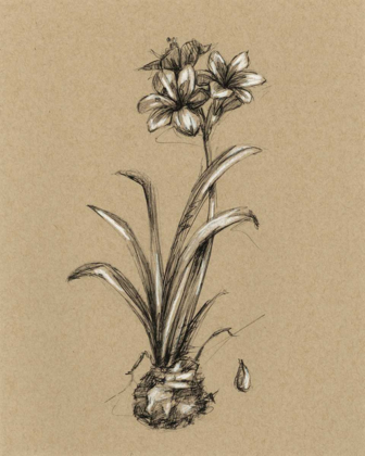 Picture of BOTANICAL SKETCH BLACK AND WHITE II