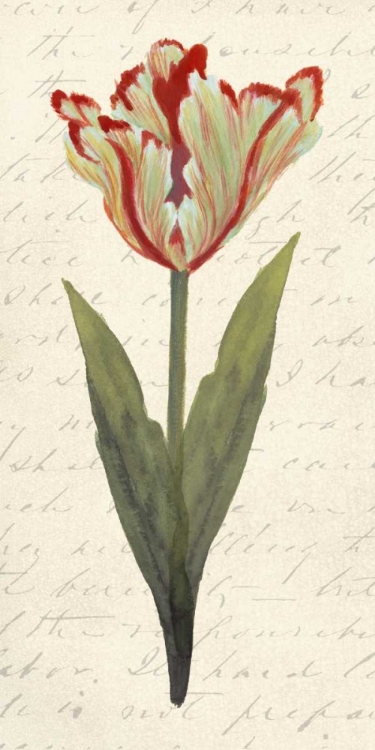 Picture of TWIN TULIPS I