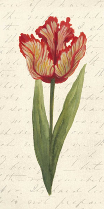 Picture of TWIN TULIPS II