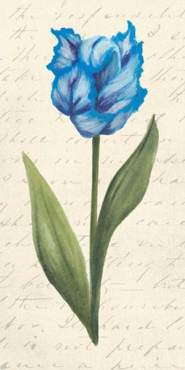 Picture of TWIN TULIPS IV