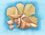 Picture of SEASHELLS AND SEAFAN II