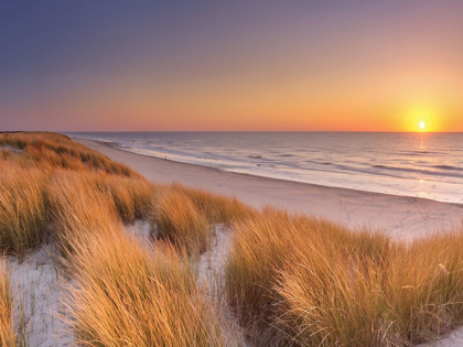 Picture of FLOWING COPPER BEACH GRASS