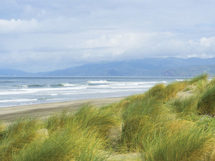 Picture of DUNE GRASS ON OCEAN BEACH