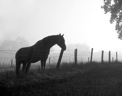 Picture of MORNING PASTURE