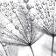 Picture of DELICATE WISPS II