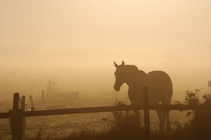Picture of GRAZING IN THE MIST II