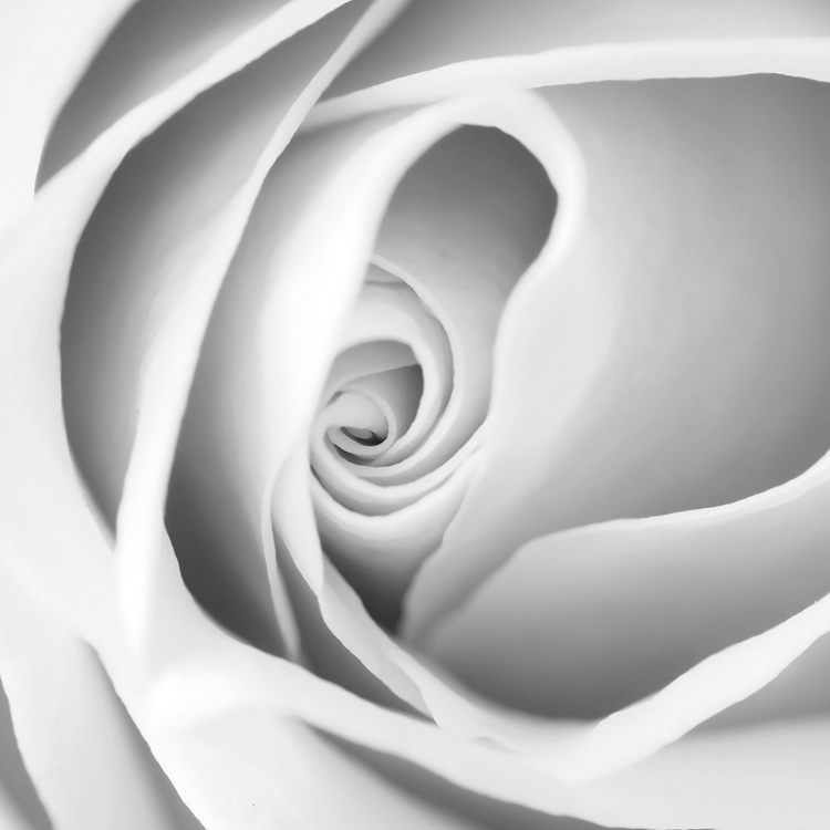 Picture of ROSE SWIRL I