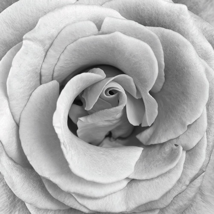 Picture of ROSE SWIRL II