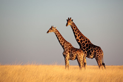 Picture of AFRICAN SKIES II