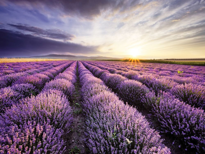 Picture of LAVENDER SUNRISE