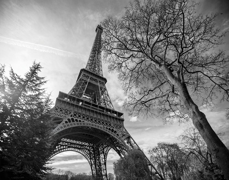 Picture of EIFFEL TOWER WITH TREE