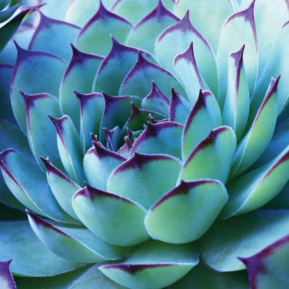 Picture of COLORFUL CACTUS