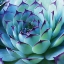 Picture of COLORFUL CACTUS