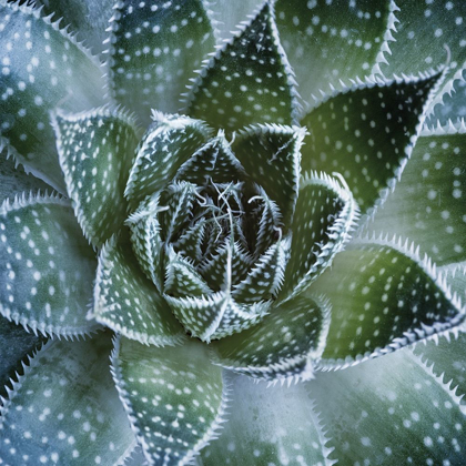 Picture of ALOE ARISTATA