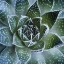 Picture of ALOE ARISTATA