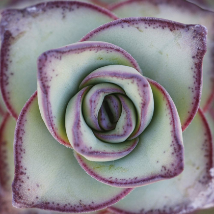 Picture of MACRO SUCCULENT