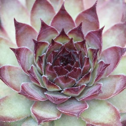 Picture of SEMPERVIVUM FLORETTE