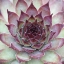 Picture of SEMPERVIVUM FLORETTE