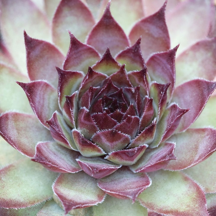 Picture of SEMPERVIVUM FLORETTE