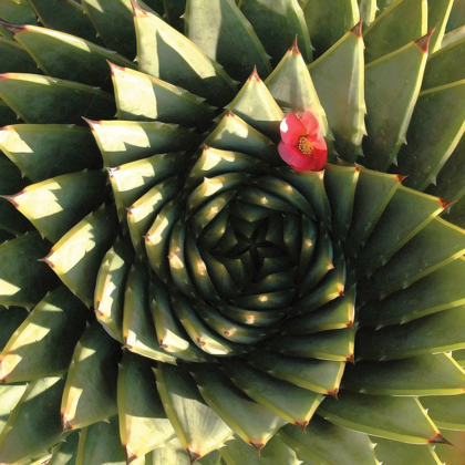 Picture of SPIRAL ALOE