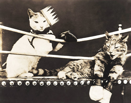 Picture of CATFIGHT