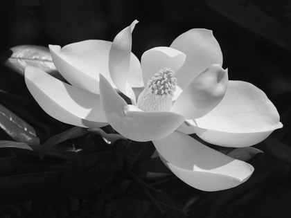 Picture of MAGNOLIA FLOWER