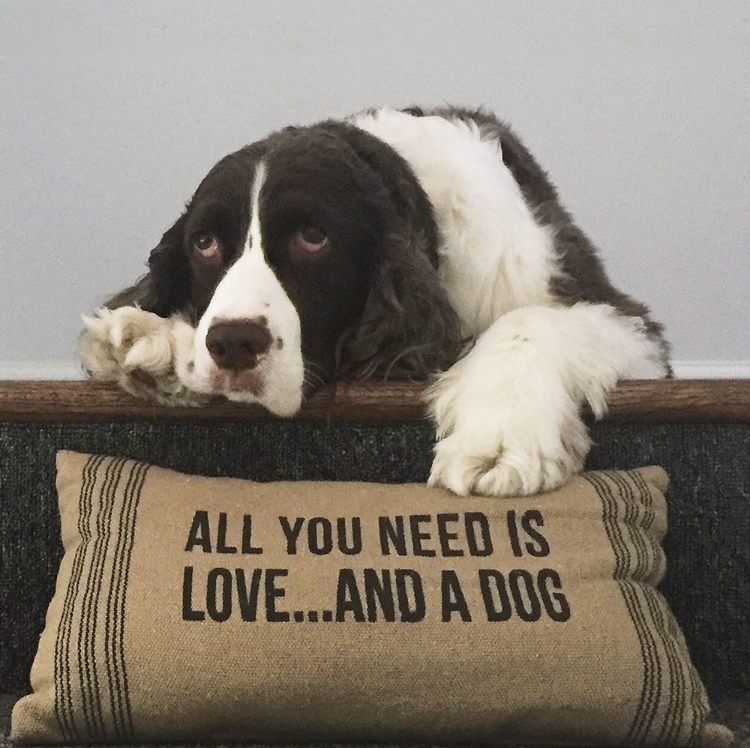 Picture of ALL YOU NEED IS LOVE ... AND A DOG