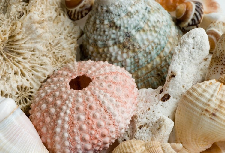 Picture of SEA URCHINS