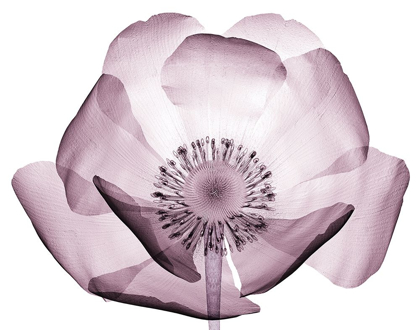 Picture of TRANSLUCENT LAVENDER POPPY