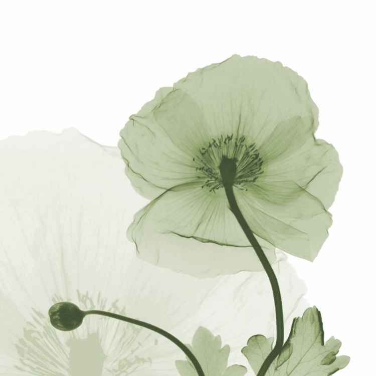 Picture of SAGE ICELAND POPPY