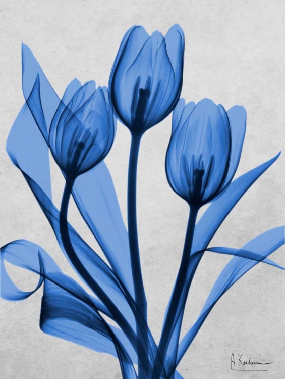 Picture of MIDNIGHT TULIPS 2