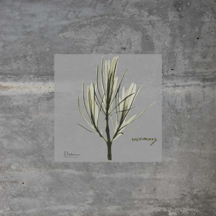 Picture of CONCRETE ROSEMARY