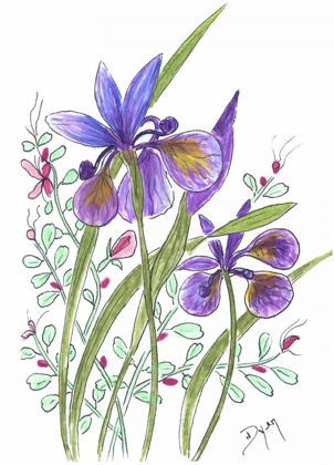 Picture of SLENDER BLUE FLAG