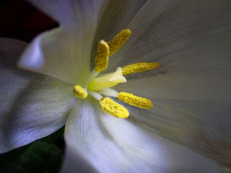 Picture of TULPE STEMPEL BLAU