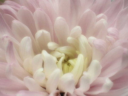 Picture of BLUME CHRYSANTHEME 2