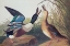 Picture of SHOVELLER DUCK