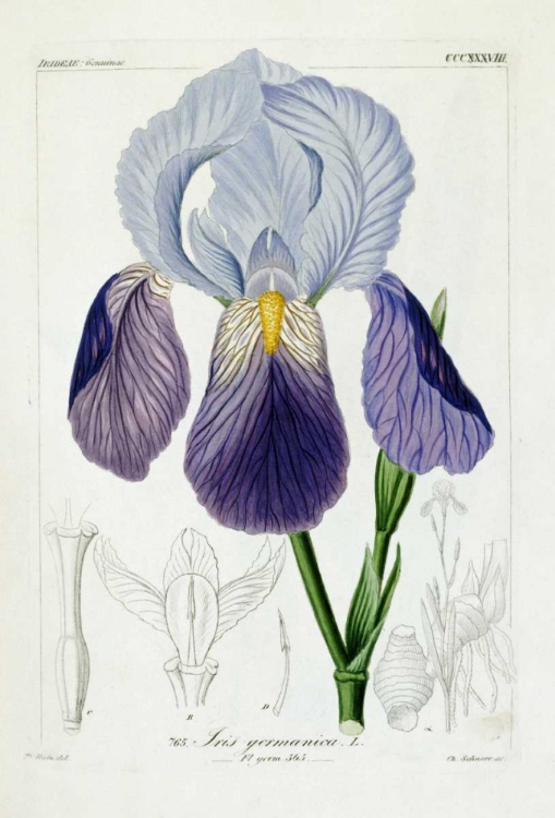 Picture of BEARDED IRIS