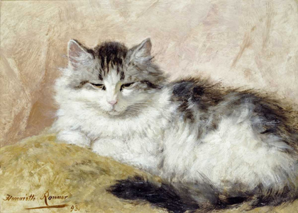 Picture of A CAT