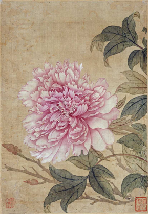 Picture of PEONY