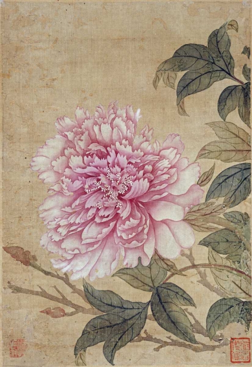 Picture of PEONY