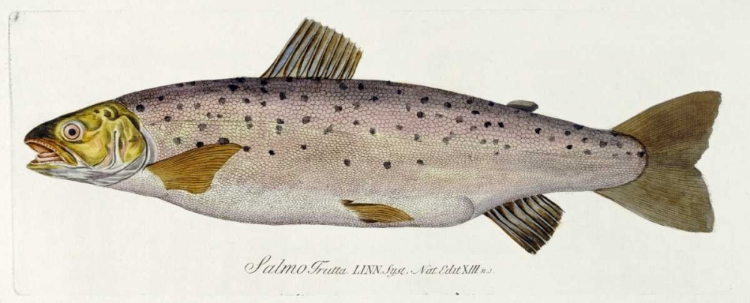 Picture of SALMON ENGRAVING