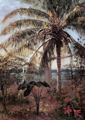 Picture of PALM TREE, NASSAU