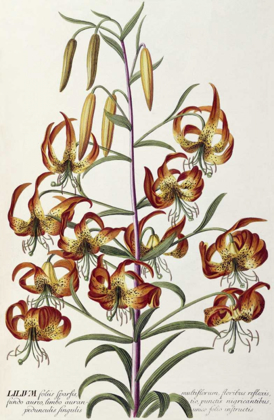 Picture of LILIUM - PLANTAE SELECTAE