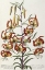 Picture of LILIUM - PLANTAE SELECTAE