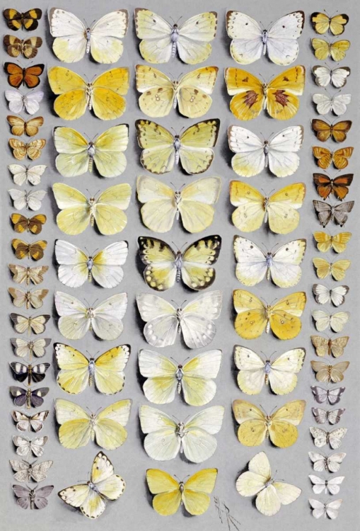 Picture of SIXTY-SEVEN LEPIDOPTERA